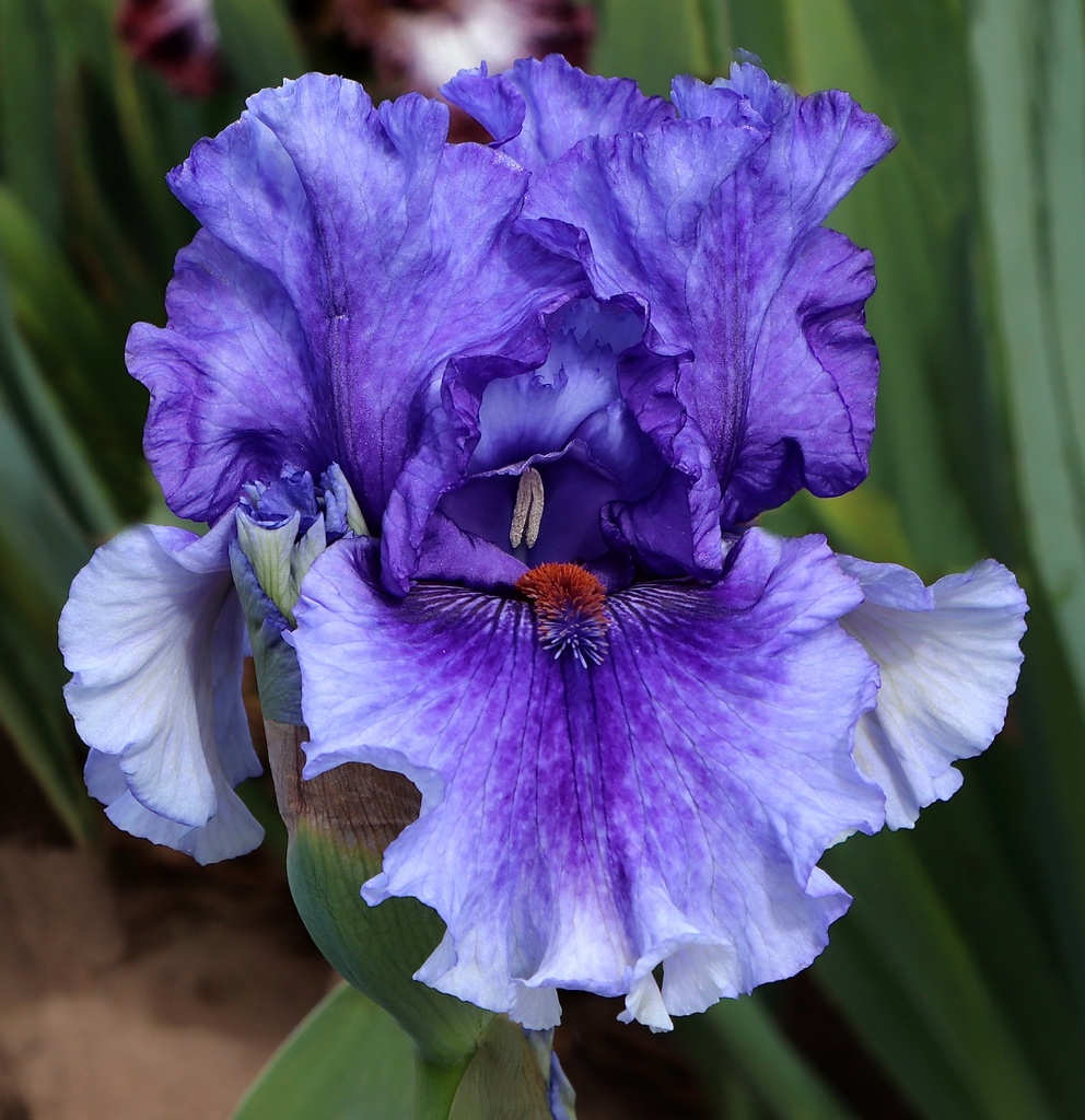 Variation On A Theme Mid America Garden